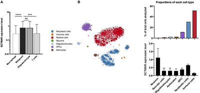 SETMAR Shorter Isoform: A New Prognostic Factor in Glioblastoma